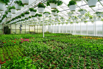 A large greenhouse with many flower plants in pots, also flower pots hanging from the ceiling