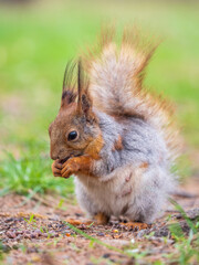 Squirrel eats a nut while sitting in green grass. Eurasian red squirrel, Sciurus vulgaris