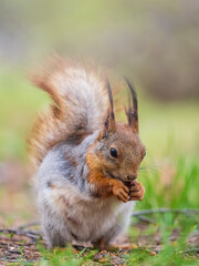 Squirrel eats a nut while sitting in green grass. Eurasian red squirrel, Sciurus vulgaris