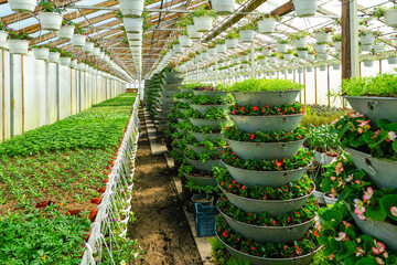 Flower seedlings are assembled in pyramids in a greenhouse for later placement in the city streets