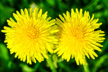 Top view of two beautiful round yellow dandelion flower heads on natural blurred green background