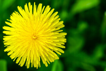 Top view of perfect round yellow dandelion flower on natural blurred green background, copy space