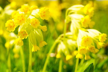 Beautiful yellow common cowslip, primula veris, on soft green background, selective focus