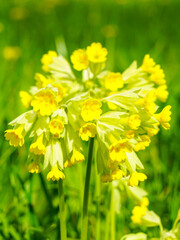Obraz premium Beautiful yellow common cowslip, primula veris, on soft green background, selective focus