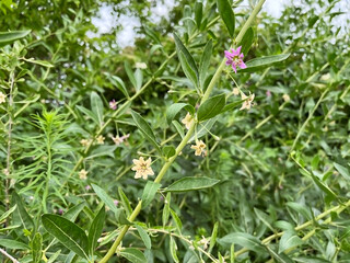 flowering bush Lycium barbarum with small pink and yellow flowers and green foliage