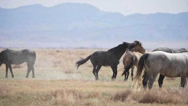 Wild Horse sparing in the middle of the herd in the Utah desert.