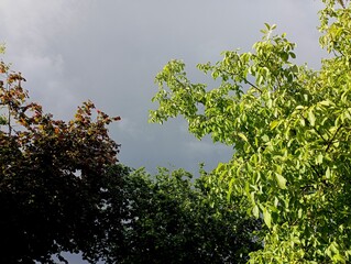 Two green and red hazel bushes with lush summer leaves against the background of a blue gloomy...