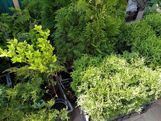 Green ornamental conifers and trees for sale at a flea market. Various types of thuja and other...