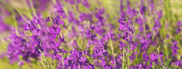 Obraz premium Purple wild flower field of oriental knight spur plant, panoramic view, Consolida orientalis