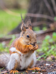 Squirrel eats a nut while sitting in green grass. Eurasian red squirrel, Sciurus vulgaris