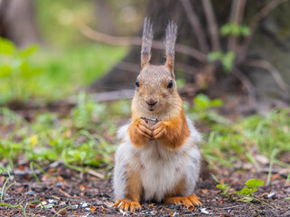 Squirrel eats a nut while sitting in green grass. Eurasian red squirrel, Sciurus vulgaris