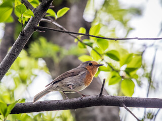 European Robin, Erithacus rubecula, song bird sits on tree in the spring forest or park
