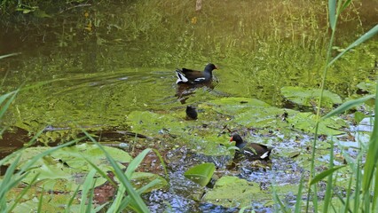 Teichhuhn (Gallinula chloropus) mit Küken