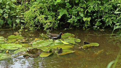 Teichhuhn (Gallinula chloropus) mit Küken