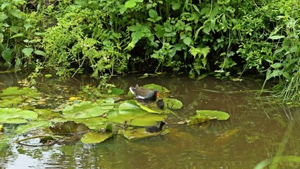 Teichhuhn (Gallinula chloropus) mit Küken