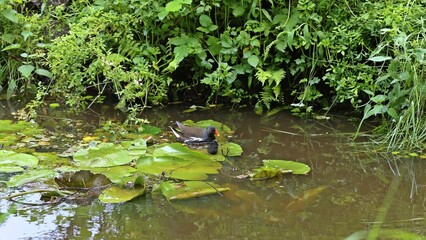 Teichhuhn (Gallinula chloropus) mit Küken