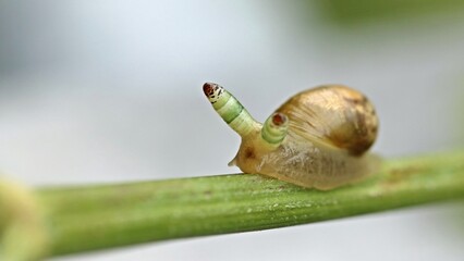 Mit Leucochloridium paradoxum befallene Bernsteinschnecke (Succinea putris)