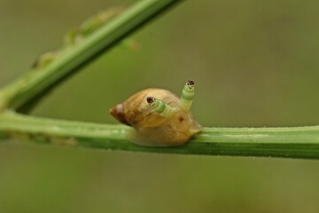 Mit Leucochloridium paradoxum befallene Bernsteinschnecke (Succinea putris)