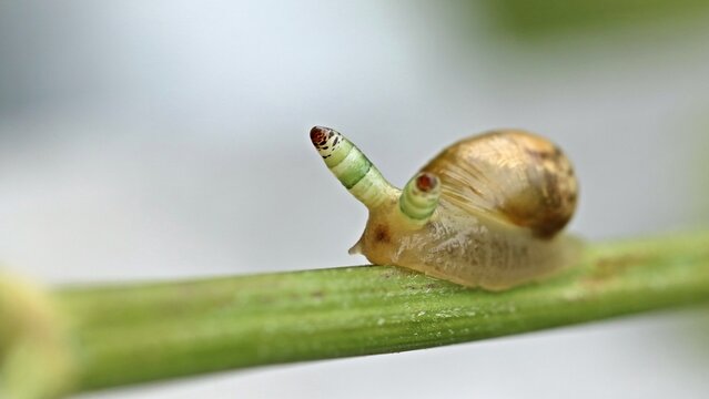 Mit Leucochloridium paradoxum befallene Bernsteinschnecke (Succinea putris)