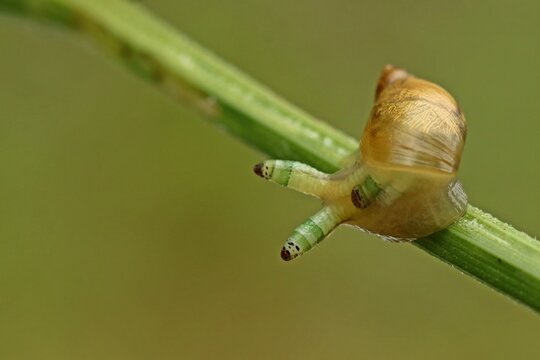 Mit Leucochloridium paradoxum befallene Bernsteinschnecke (Succinea putris)