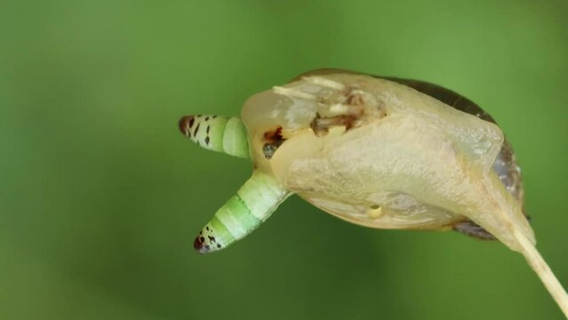 Mit Leucochloridium paradoxum befallene Bernsteinschnecke (Succinea putris)