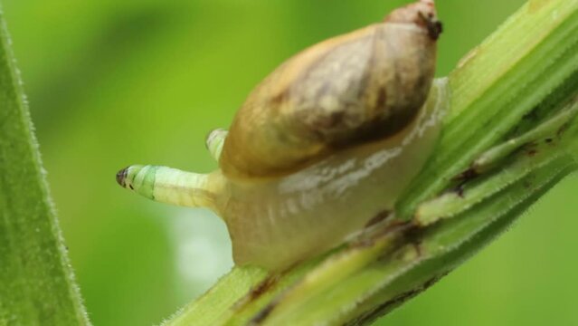 Mit Leucochloridium paradoxum befallene Bernsteinschnecke (Succinea putris)