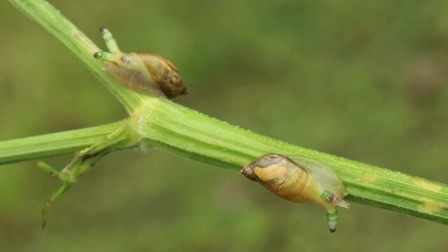 Zwei mit Leucochloridium paradoxum befallene Bernsteinschnecken (Succinea putris)