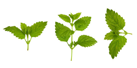 set of fresh lemon mint leaves isolated on white or transparent png