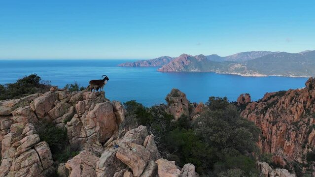 Les ch&egrave;vres des calanques de Piana en Corse, avec en fond la reserve de Girolata