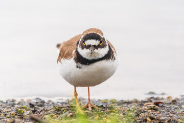 Little ringed plover (Charadrius dubius), bird standing on the lake shore