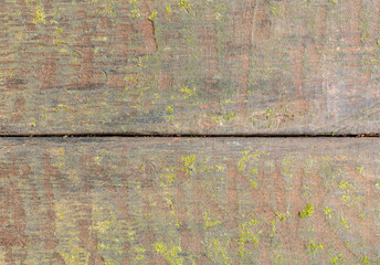 Old wood board with moss and lichen. Rustic wood background