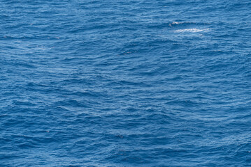 Obraz premium Beautiful photo of the sea waves