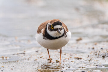 Little ringed plover (Charadrius dubius), bird standing on the lake shore