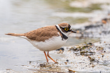 Little ringed plover (Charadrius dubius), bird standing on the lake shore