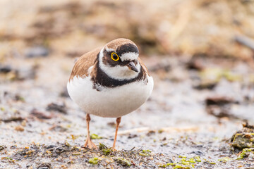 Little ringed plover (Charadrius dubius), bird standing on the lake shore