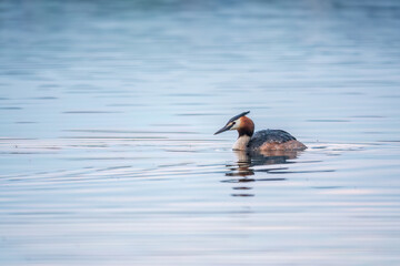 The waterfowl bird Great Crested Grebe swimming in the calm lake