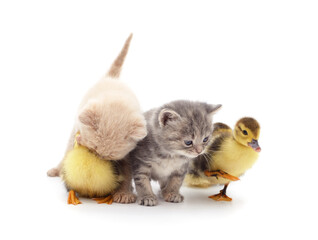 Kittens and ducklings in a basket.