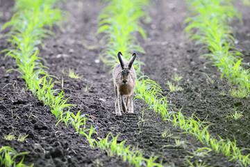 Super freigestellter Hase auf Ackerfläche zwischen frischer grüner Aussaat. Serie Natur Tiere in...