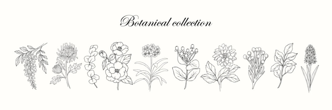 Line art garden flowers and plants collection