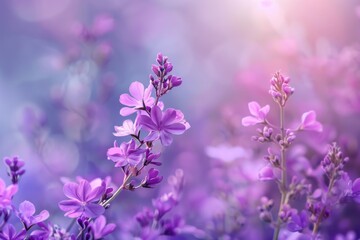 Fototapeta premium Sun behind purple flowers in field