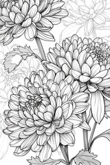 Black and white sketch of Chrysanthemum. Line drawing coloring book