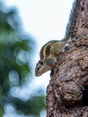 A small fluffy Indian palm squirrel climbs down a tree trunk upside down. Big fluffy tail. This animal is also known as Funambulus palmarum, three-striped palm squirrel. Looks like a chipmunk.