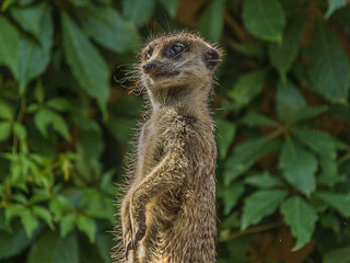 Fototapeta premium The meerkat stands with a pillar and turns its head in different directions. Can be used as a direction indicator. The meerkat (Suricata suricatta) lives in the savanna, grassland and desert.