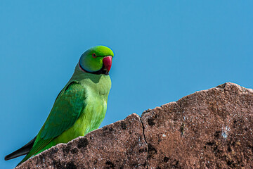 Indian ringed parrot sittingon the stone wall of an ancient fort or fortress. Ths parakeet is known...