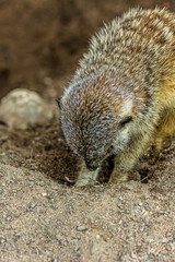 The meerkat digs a hole in the sand. The meerkat (Suricata suricatta) is a small mongoose that lives in the savanna, shrubland, grassland and desert in Botswana, Namibia, Angola and in South Africa.