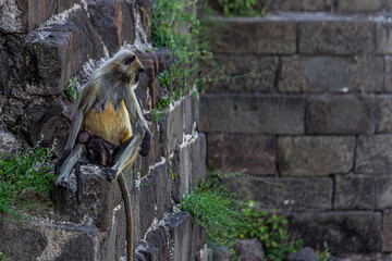 A female langur sits on a rock wall with a baby sleeping on her lap. Bengal sacred langur...