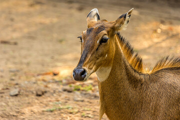 Close-up portrait of a three-quarter hornless female nilgai. The Nilgai (Boselaphus tragocamelus) is the largest antelope in Asia and lives in the north of the India. Wild animal, mammal.