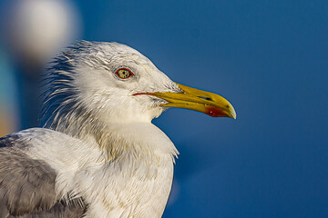 Portrait of a gull or seagull standing on a seaside railing at golden hour near the ocean at sunset or sunrise. It's Caspian gull (Larus cachinnans) nesting in the Black and Caspian Seas.