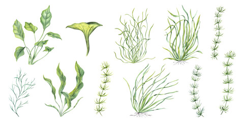 Sea plant set. Aquarium grass of different types. Algae, nori, seaweed. Underwater kelps. Green herbs. Long leaves. Watercolor illustration for store design, print, card, book or logo © Masha_tolk_art