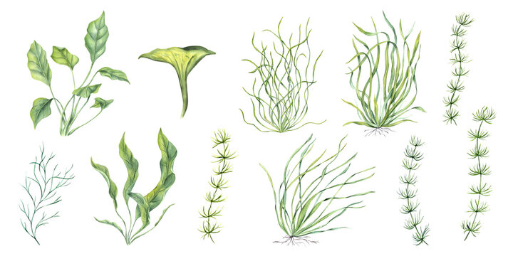 Sea plant set. Aquarium grass of different types. Algae, nori, seaweed. Underwater kelps. Green herbs. Long leaves. Watercolor illustration for store design, print, card, book or logo